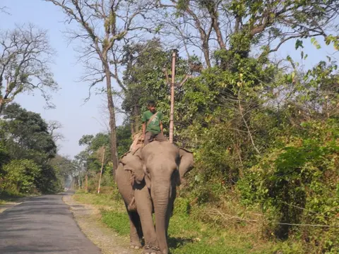 Elephant digaru/tameying