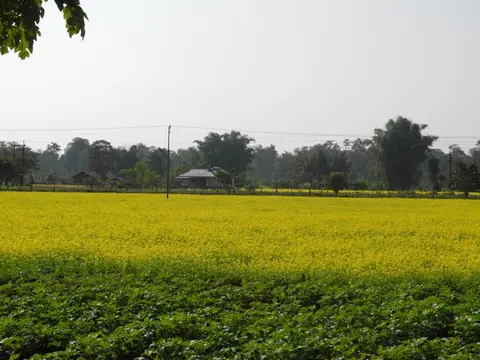 Mustard cultivation digaru/tu kalyaw